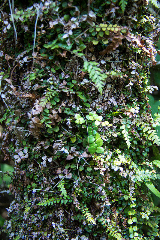 新西兰:Waitakere Ranges